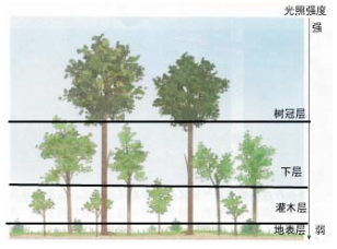 高中地理知识点-植被与环境